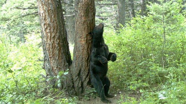 Bear Scratching Back
