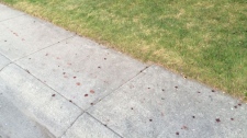 Blood stains on sidewalk