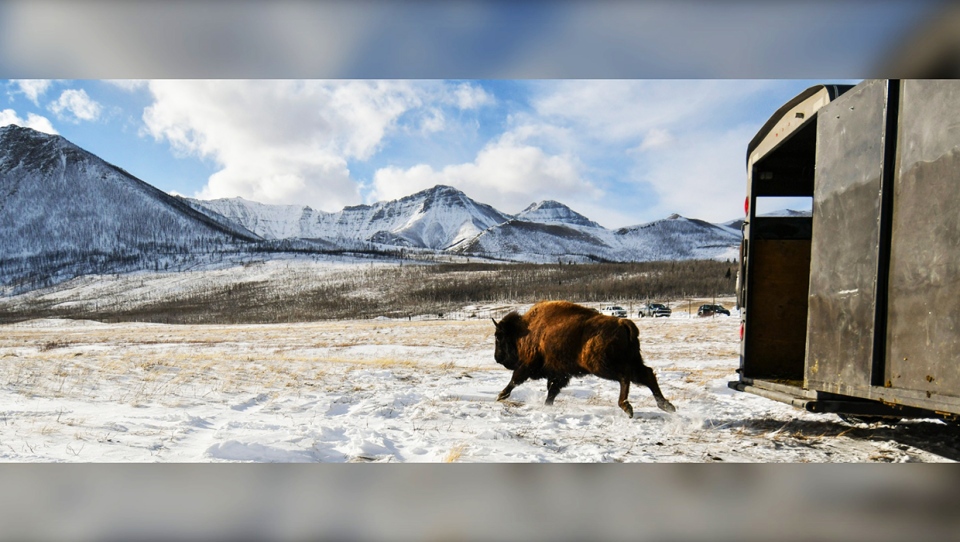 Bison, release, Waterton, Alberta