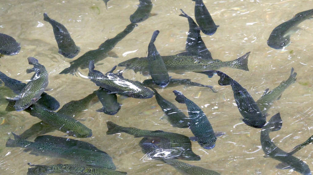 Rainbow trout occupy a pond at Rushing Waters Fisheries, Tuesday, July 3, 2012 in Palmyra, Wis. (Wisconsin State Journal-John Hart/AP/THE CANADIAN PRESS)