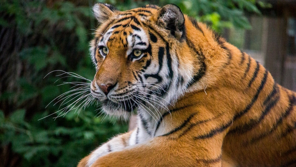 Sarma, a 10-year-old Amur, came to the Calgary Zoo in 2017. (Wilder Institute/Calgary Zoo)