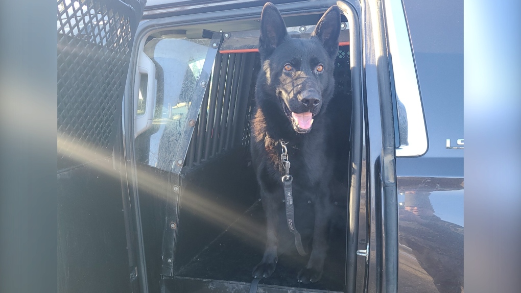 Hoss, a member of the RCMP police dog services, located a missing woman in the Forestry Trunk Road area on Nov. 28. (supplied)
