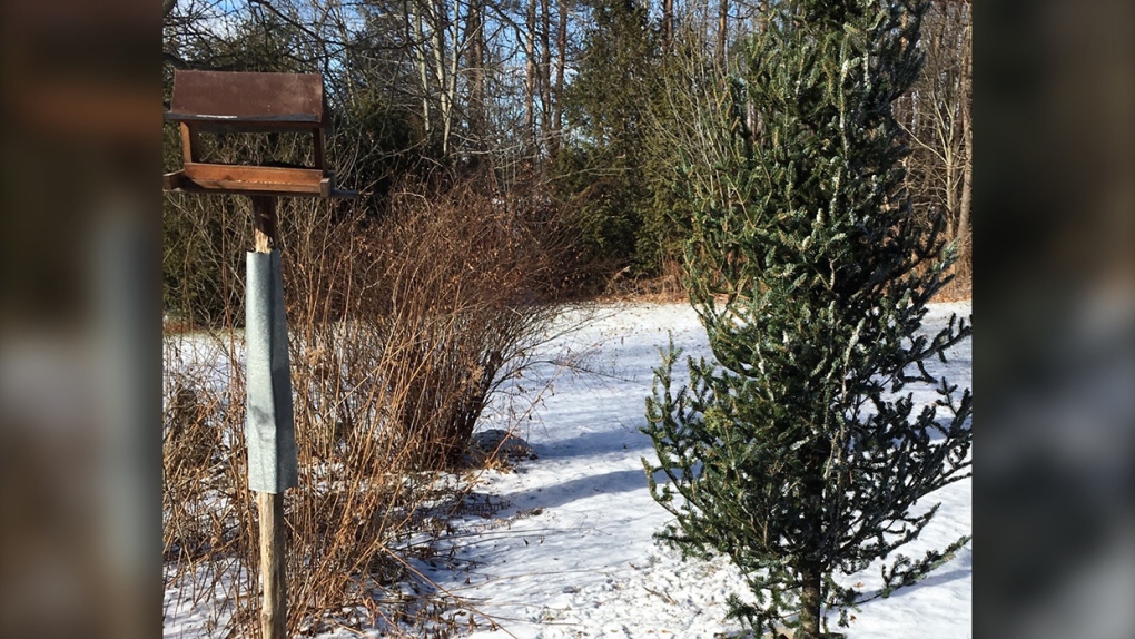 Leaving a tree in the backyard can provide important habitat for bird populations during the winter months, especially on cold nights and during storms.