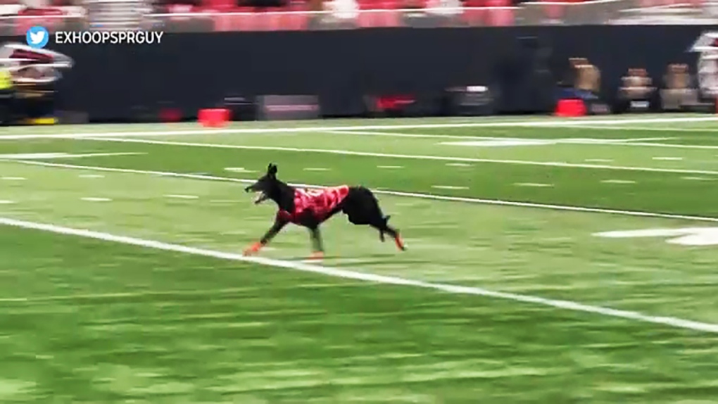 Sailor the Touchdown Dog on the field in Atlanta during halftime of the NFL game Sunday