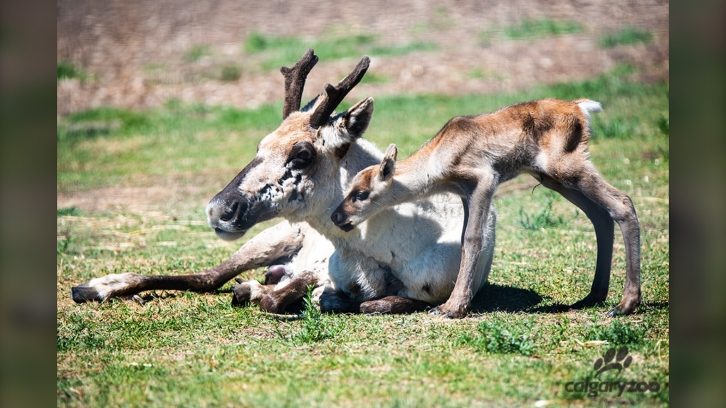 The Calgary Zoo welcomed a woodland caribou calf this week into its enclosure with wide ground to run. (Calgary Zoo)