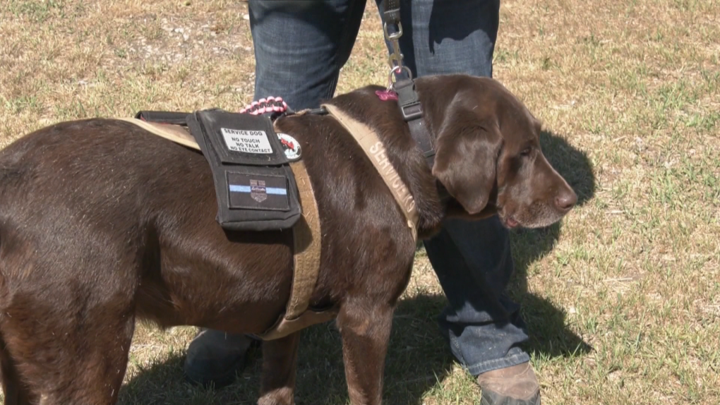 She's my lifeline': Service dog refused entry at southern Alberta farmers'  market | CTV News