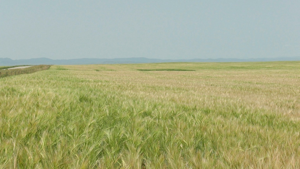 A field north of Fort Macleod, Alta. with crops turning white due to heat stress. (File photo)