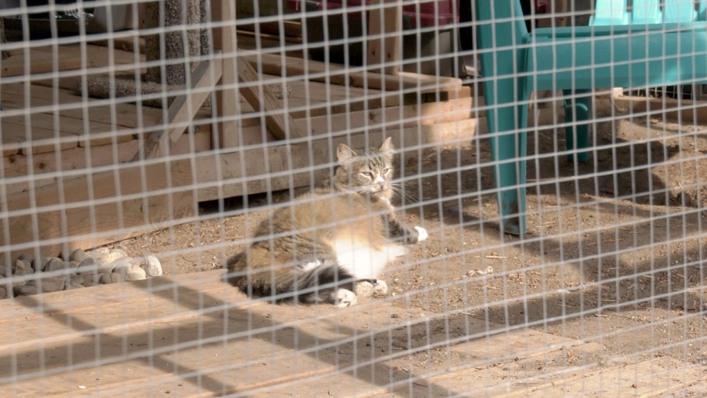 Last chance shops cat ranch