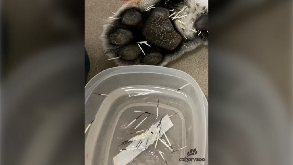 Sarma, a female Amur tiger at the Calgary Zoo, was left with more than 100 quills after an encounter with a wild porcupine that wandered into its enclosure. (Calgary Zoo)