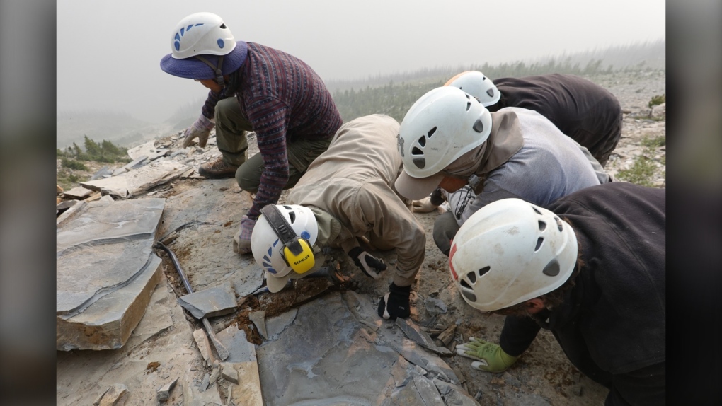 A Royal Ontario Museum fieldwork crew are seen extracting a shale slab containing a fossil of Titanokorys gainesi in the mountains of Kootenay National Park, B.C., in an undated handout photo. (THE CANADIAN PRESS/HO-ROM, Jean-Bernard Caron)