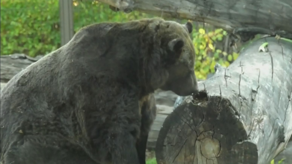 Samson, 25-year-old grizzly bear, euthanized at Toronto Zoo