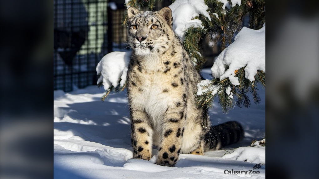 Tadashi, a male snow leopard, has arrived at the Calgary Zoo from a New York zoo as part of a breeding program that aims to protect the vulnerable species. (Calgary Zoo)
