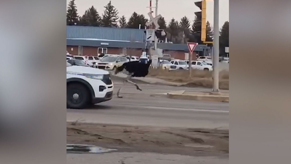 Extended: Ostrich chased by RCMP in Taber, Alta.