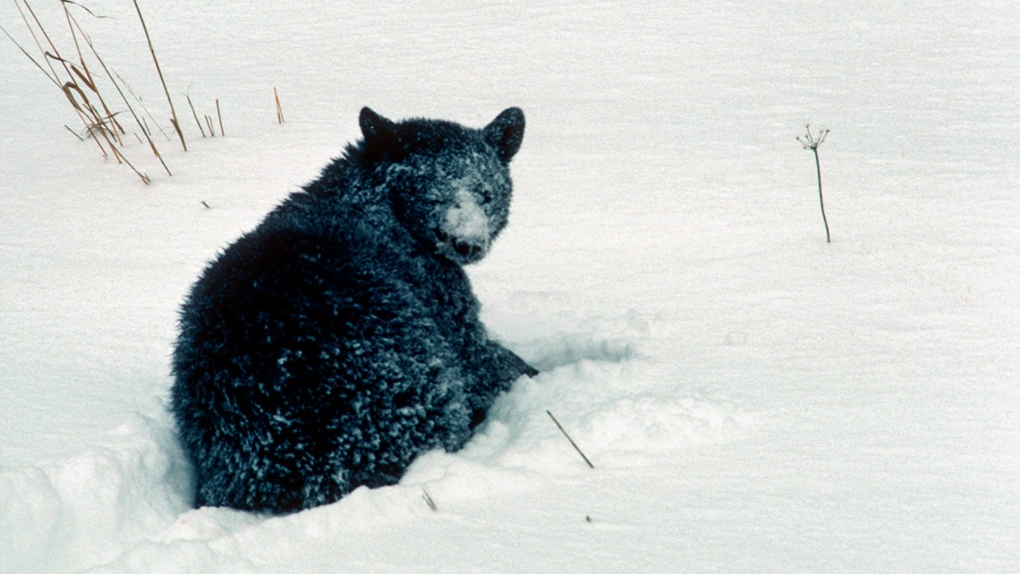Undated image of a bear in the snow in Waterton Lakes National Park. As of Dec. 1, the area is under a snowfall warning as upward of 25 cm of snow is expected. (Twitter/WaterLakesNP)