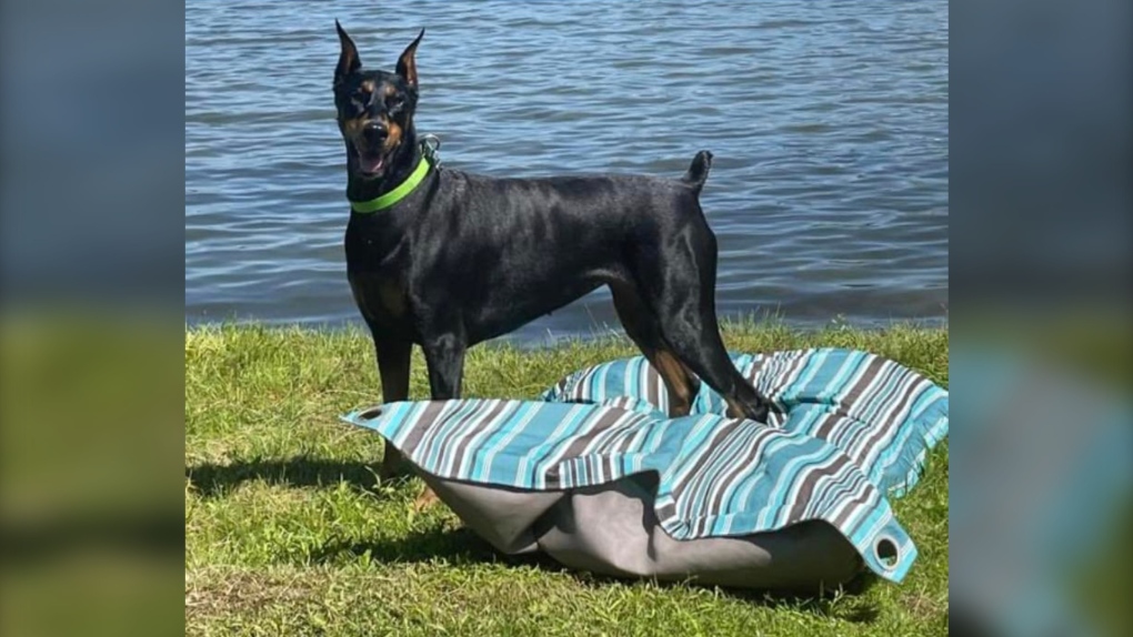 Medicine Hat police say a car was taken from the southeast part of the city Friday morning. Inside the vehicle was a three-year-old Doberman.