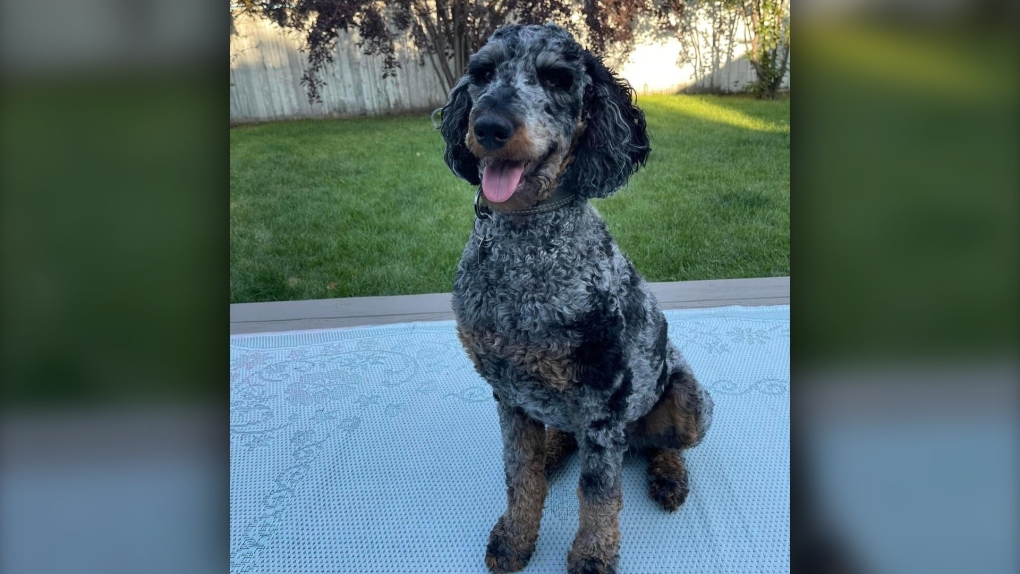 Noble, a Calgary teen's emotional support poodle. (supplied)