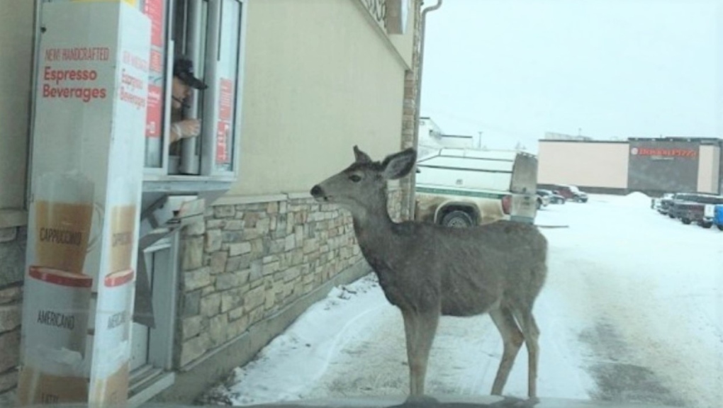 A photo posted to Tim Hortons' Instagram shows a deer in a drive-thru. (Instagram / Tim Hortons) 