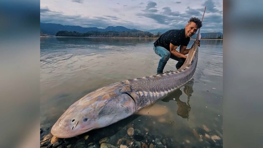 Lethbridge man lands 350-pound sturgeon fishing from kayak in B.C.