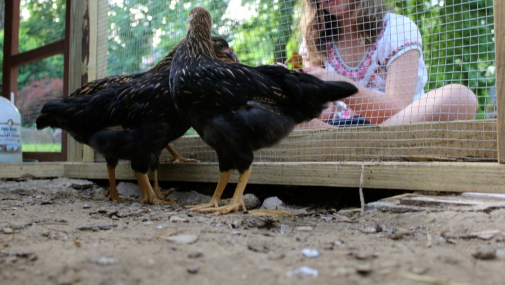 A young girl can be seen feeding two black chicken in a chicken coop in a backyard in the city. (City of Calgary) 