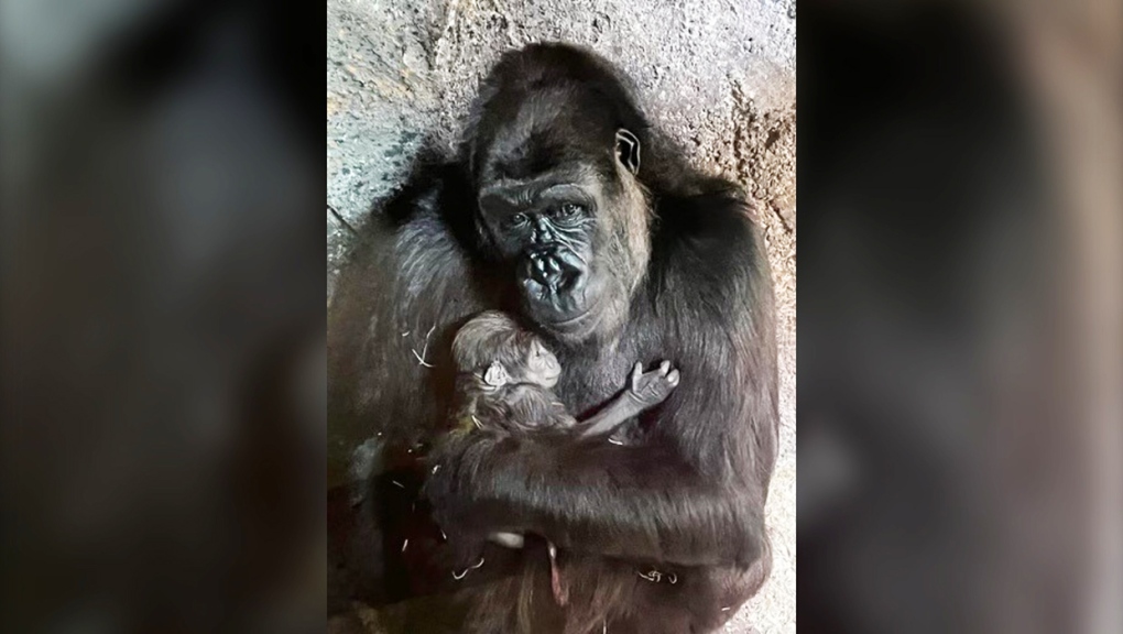 Dossi cradles her new baby after giving birth April 20, 2022 at the Wilder Institute/Calgary Zoo.