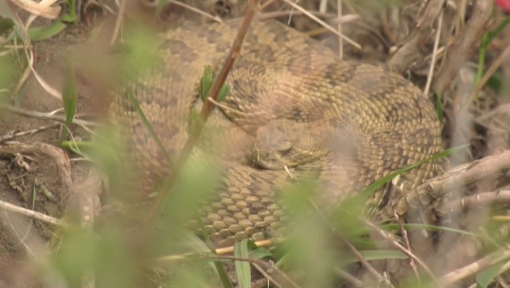 Warmer weather to bring out rattlesnakes in southern Alberta | CTV News