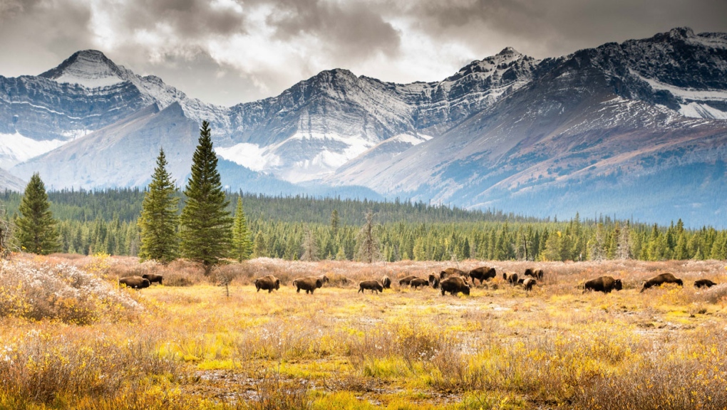 Un nouveau plan pour Banff se concentre sur le climat, la circulation et les relations avec les Autochtones