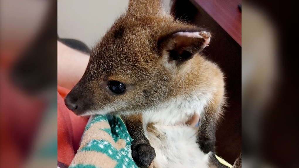 A Bennett's wallaby, which Calgarians can meet at the Wildlife Festival this weekend at the Calgary Stampede Grounds. (Courtesy Jason Clevett)