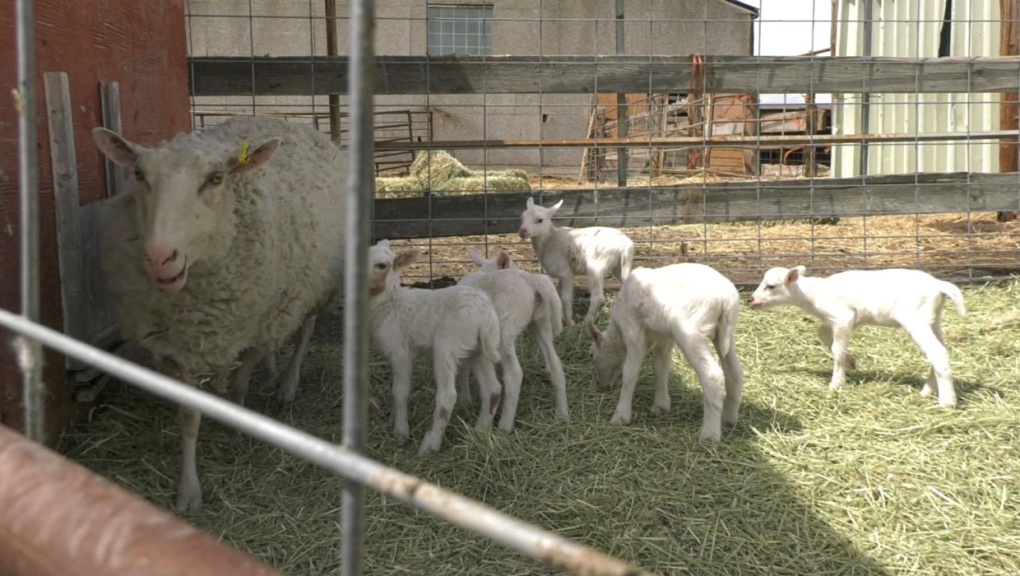 A southern Alberta farmer says one of his ewes gave birth to five lambs - an incredible rare event.