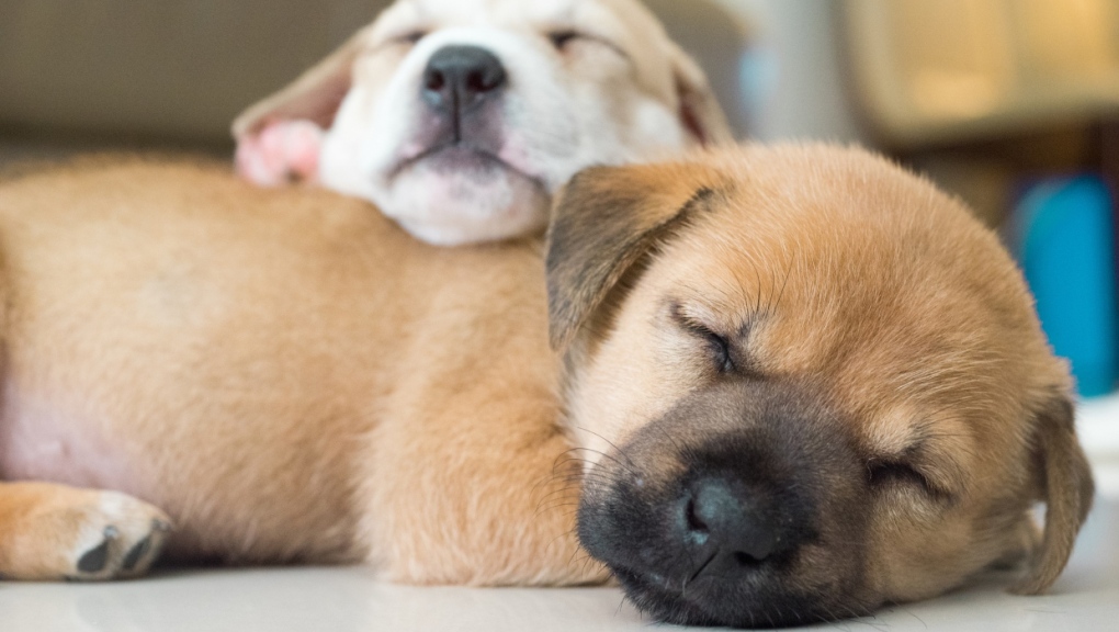 Puppies snuggle together while sleeping. (Getty Images) 