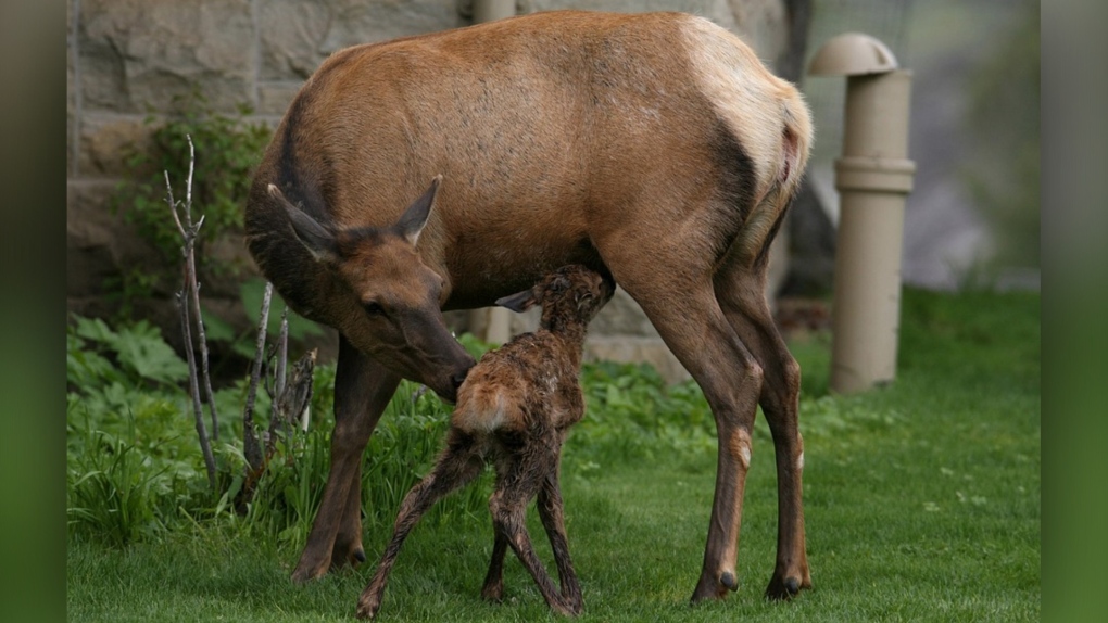 Alberta Fish and Wildlife Enforcement says there have been several reports of aggressive elk protecting their young in the Canmore area this spring. (image: Alberta Fish and Wildlife Enforcement)