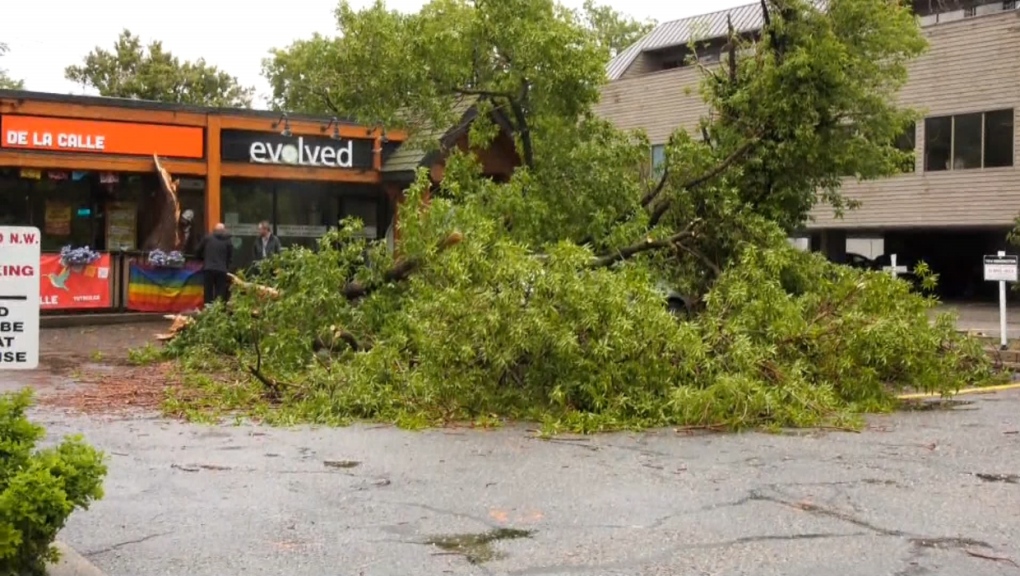 Angin di Calgary menumbangkan puluhan pohon dan merobohkan kabel listrik