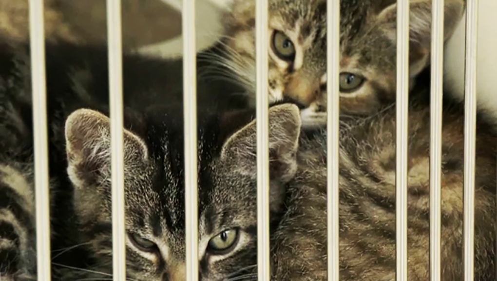 Pet Shelters Overflowing With Cats After June Influx