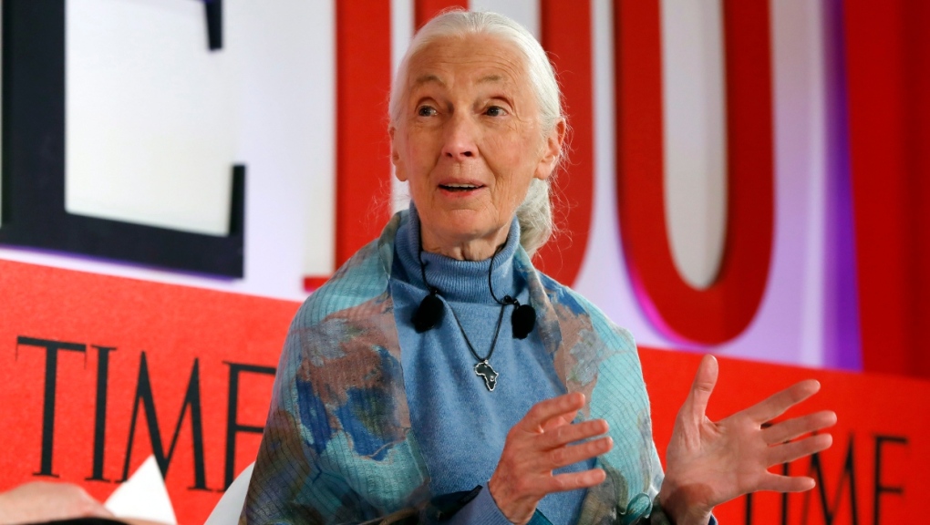 Primatologist Jane Goodall speaks during the TIME 100 Summit in New York, Tuesday, April 23, 2019. (AP Photo/Richard Drew)
