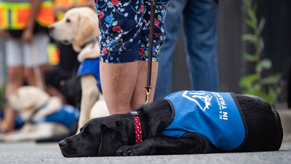 Organizations such as Delta's BC & Alberta Service Dogs will be receiving money from the UCP government to pay for improved access to service dogs in Alberta. (THE CANADIAN PRESS/Darryl Dyck)