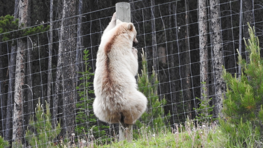 Nicknamed Nakoda, Parks Canada has given this white grizzly bear the official designation of GBF178, or Bear 178. (Parks Canada) 