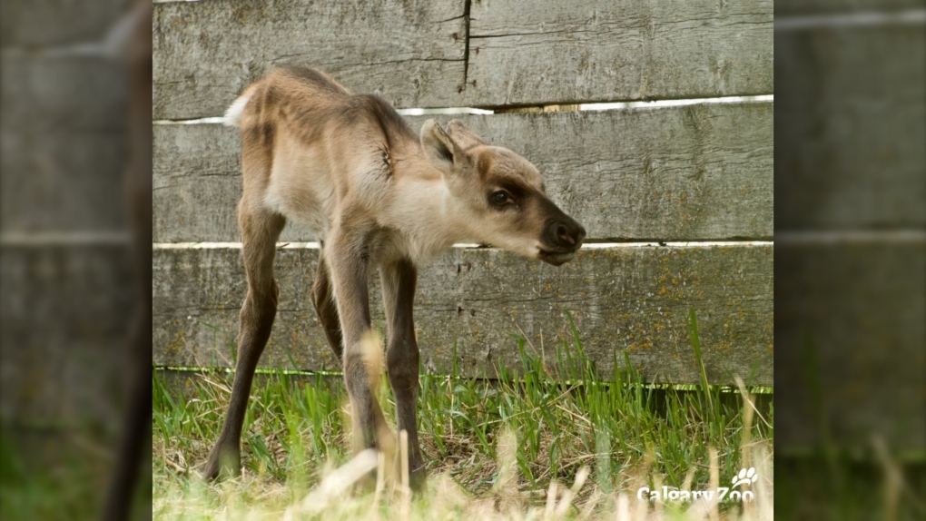 A female woodland caribou calf was born off-site at the Calgary Zoo on May 25. (image: Calgary Zoo)