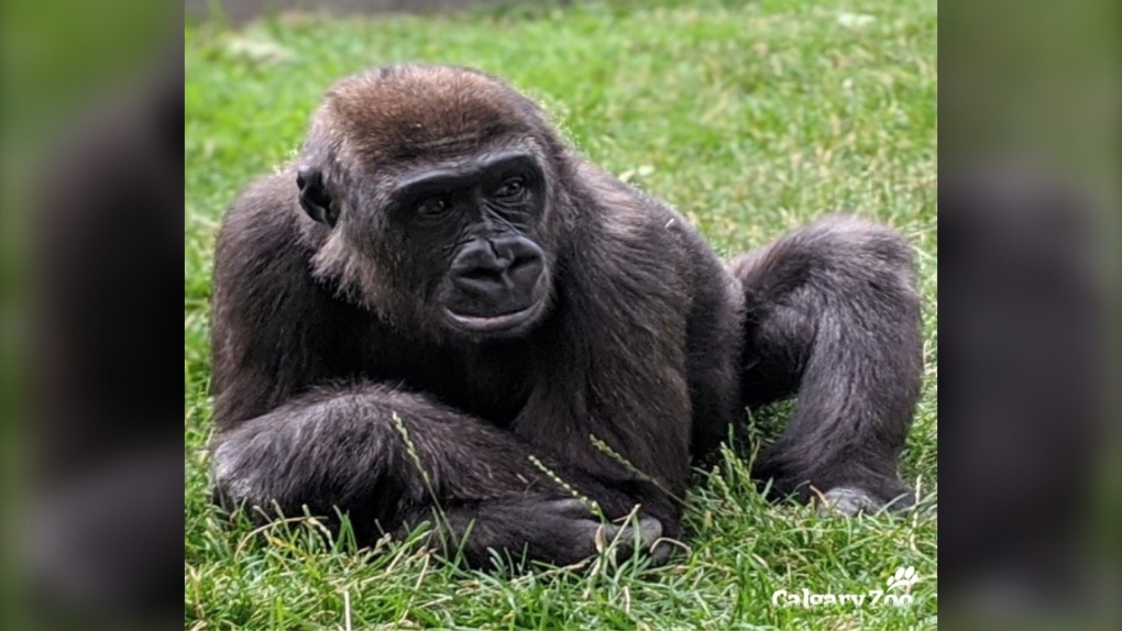 Kimani, a western lowland gorilla at the Calgary Zoo, has been diagnosed with advanced liver cancer. (Wilder Institute/Calgary Zoo - Facebook)
