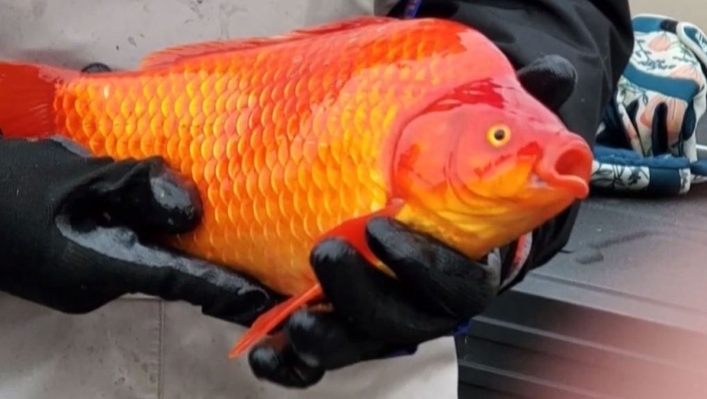 With no natural predators and an ability to withstand an Alberta winter, the goldfish living in three Lethbridge storm ponds have become enormous. (File)