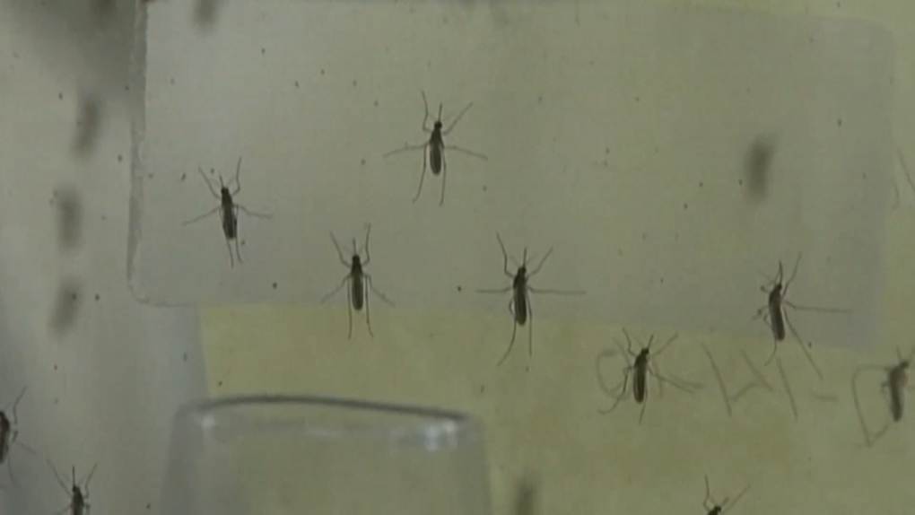 Mosquito populations in Calgary are thriving this summer and experts expect their numbers will stay strong without a prolonged dry spell.