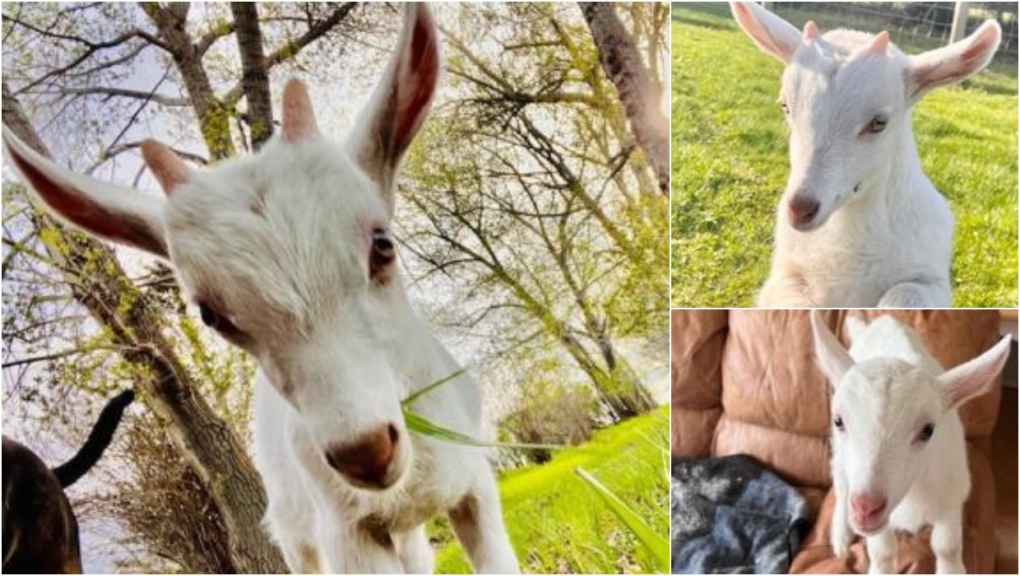 The Calgary Humane Society is looking for a home for Tom the baby goat. (Calgary Humane Society) 