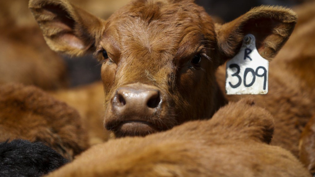 Calves on the Bird family's cattle farm near Cremona, Alta., Thursday, May 28, 2020. The group representing Canada's beef industry has changed its name to be more gender-inclusive. It will be known as the Canadian Cattle Association. (THE CANADIAN PRESS/Jeff McIntosh)