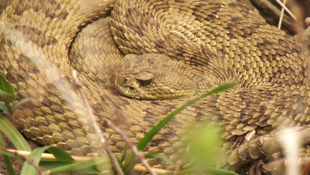 Lethbridge and southern Alberta are home to the prairie rattlesnake.