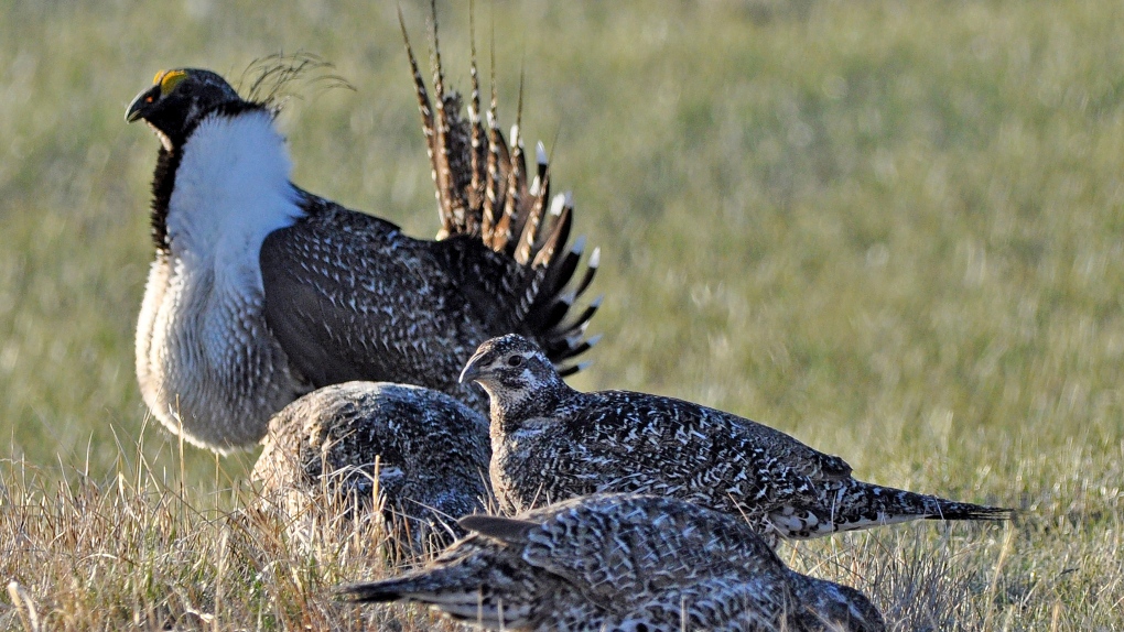 This March 1, 2010 file photo from the U.S. Fish and Wildlife Service shows a bi-state sage grouse, rear, as he struts for a female at a lek, or mating ground, near Bridgeport, Calif. (Jeannie Stafford/U.S. Fish and Wildlife Service via AP, File)