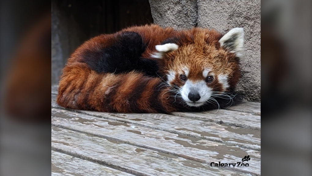 Dusk, a senior male red panda, died at the Wilder Institute/Calgary Zoo at the age of 18. (image: Calgary Zoo)
