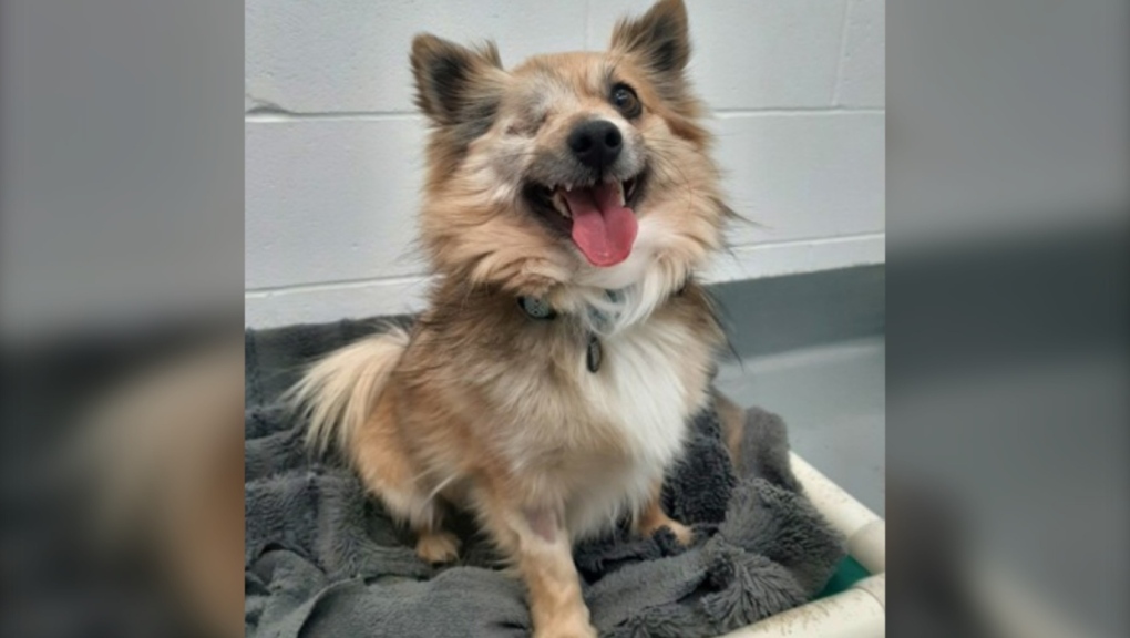 Dano the one-eyed Pomeranian up for adoption at the Calgary Humane Society. 