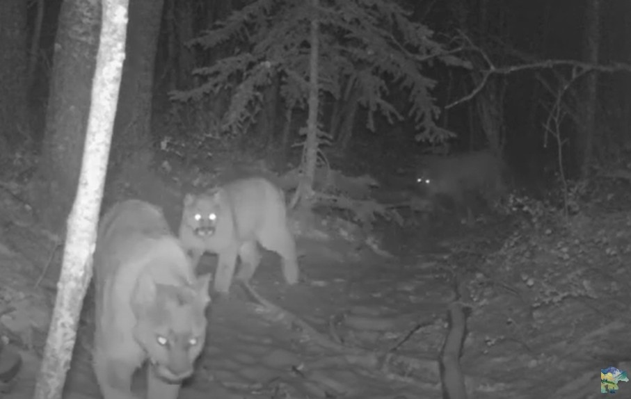 Three cougars walk by a wilderness camera, about 60 kilometres northwest of Calgary. Source: The Ghost River Bush Cams