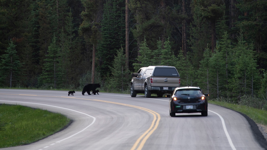 Black bears walk across the road near Lake Louise, Alberta, June, 2020. Parks Canada says public parking is no longer allowed at Moraine Lake Road because of a strain on personnel and lack of space in the area. THE CANADIAN PRESS/Jonathan Hayward