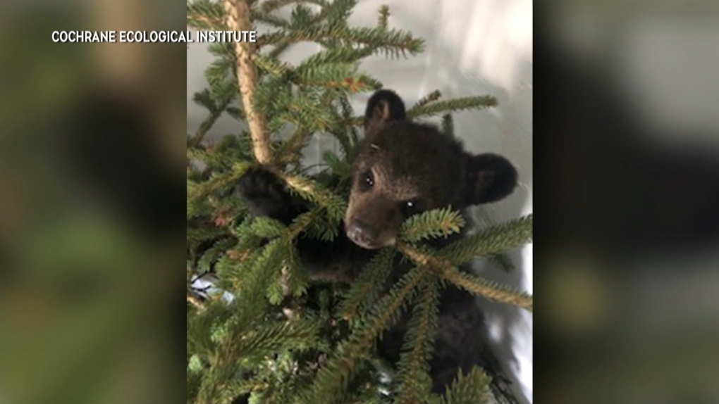 Call for better black bear rehabilitation