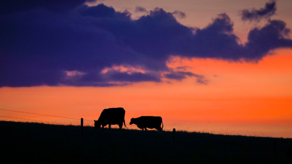 Cattle graze at sunset near Cochrane, Alta., on Thursday, June 8, 2023. The governments of Alberta and Canada are to provide $165 million to support livestock producers affected by drought and extreme weather conditions.THE CANADIAN PRESS/Jeff McIntosh