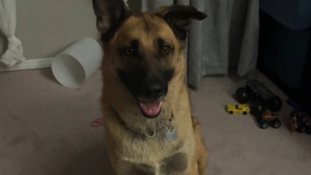 A Calgary family is worried about their dog that was stolen Wednesday morning along with their pickup truck.